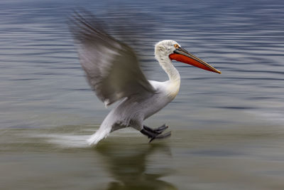 Bird flying over lake