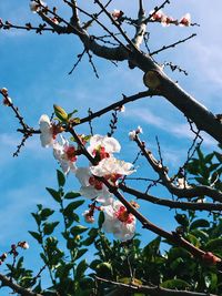 Low angle view of cherry blossoms in spring