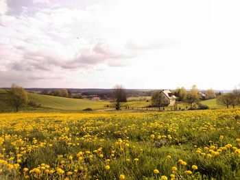 Scenic view of oilseed rape field against sky