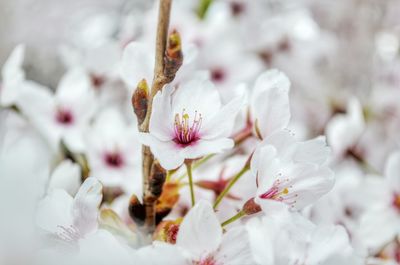 High angle view of white flowers blooming in field