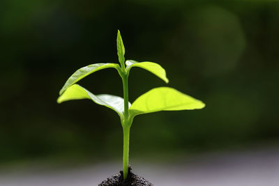 Close-up of small plant