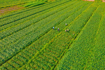 Sweet potato garden in binh tan, vinh long