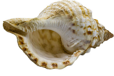 Close-up of seashell against white background