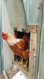 Close-up of rooster in barn