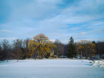 Trees on field against sky during winter