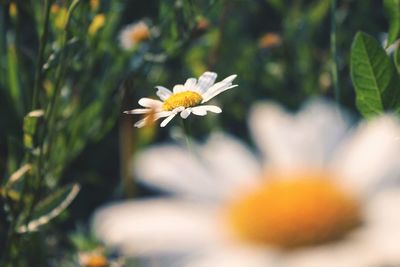 Close-up of white flowering plant