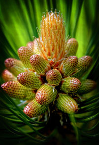 Close-up of cactus plant