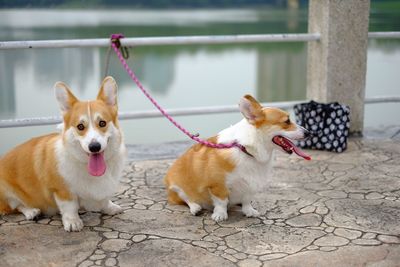 Close-up of dog