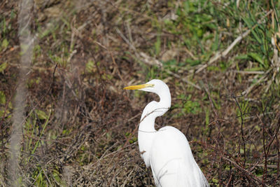 Bird perching on a field