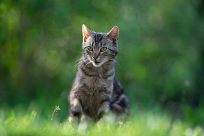 Cat looking away