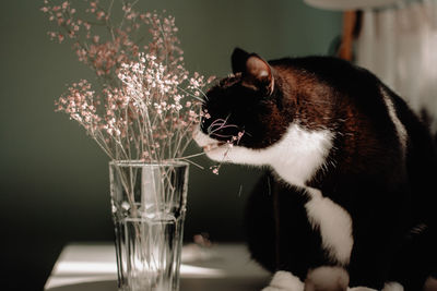 Cat drinking water from glass