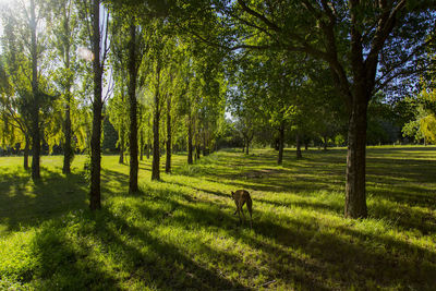 Trees in a field