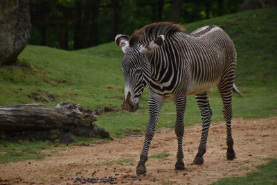 Zebra standing in a field