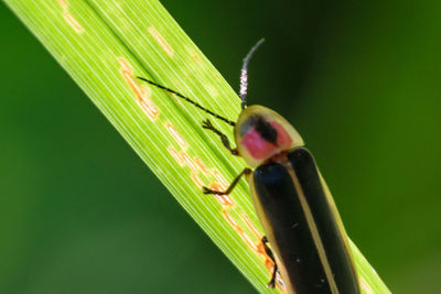 Close-up of damselfly on leaf