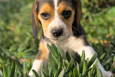 pet
