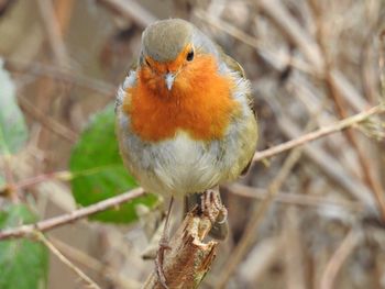 Close-up of bird perching on branch