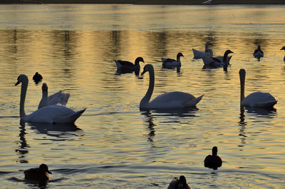 Swans swimming in lake