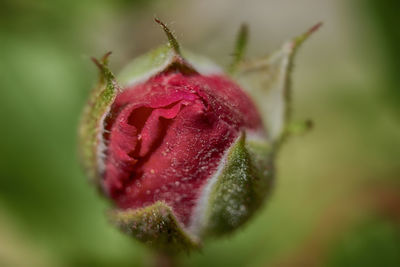 Close-up of pink rose