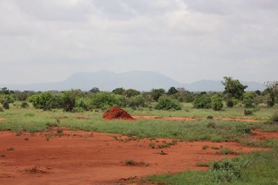 Scenic view of field against sky