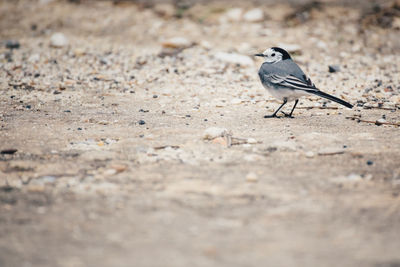 Close-up of bird