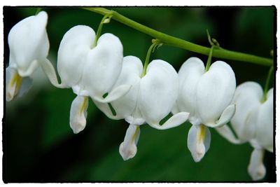 Close-up of white flowers blooming outdoors