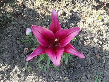 High angle view of pink flower on field