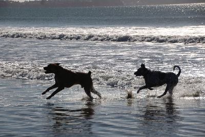 Dogs running on beach against sea