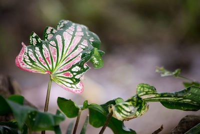 Close-up of flowering plant