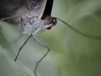 Close-up of lizard on plant