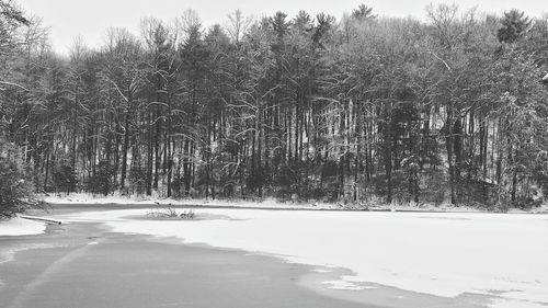 Trees on snow covered landscape