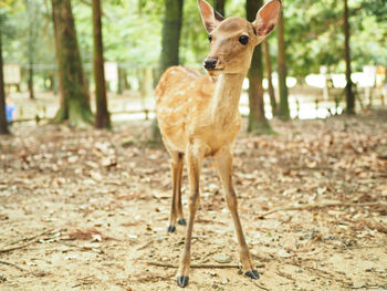 Deer standing on a field