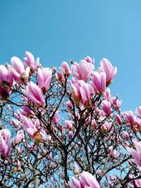 Low angle view of pink cherry blossoms in spring