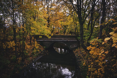 Arch bridge amidst trees in forest during autumn