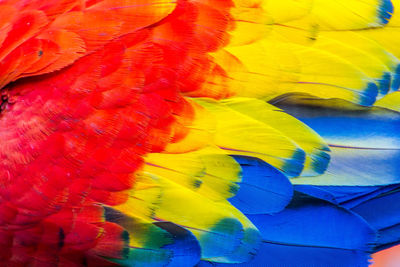 Full frame shot of multi colored parrot