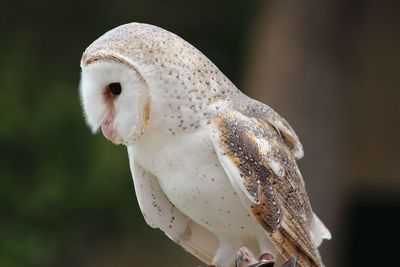 Close-up of barn owl