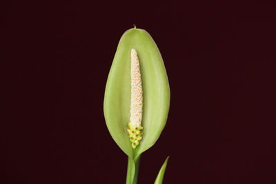 Close-up of green plant against black background