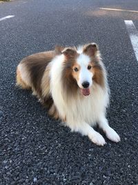 High angle view of dog on road