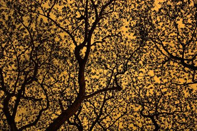 Low angle view of trees at sunset