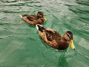 High angle view of mallard duck swimming in lake