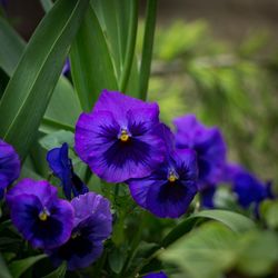 Close-up of purple flowering plant