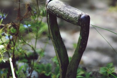 Close-up of plant against blurred background