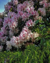 Close-up of pink flowers