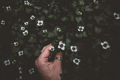 High angle view of woman hand holding flower