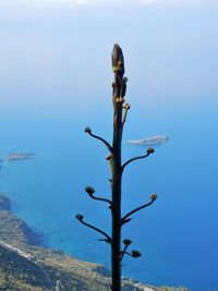 Bare tree by sea against sky