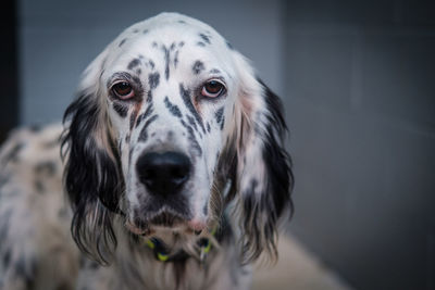 Close-up portrait of a dog