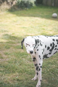 Dalmatian dog with eyes closed standing on grassy field