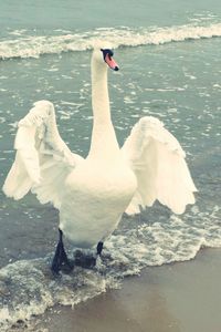 View of swans swimming in lake