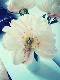 Close-up of white flowers