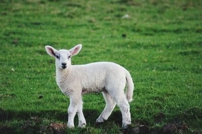 Sheep standing in a field