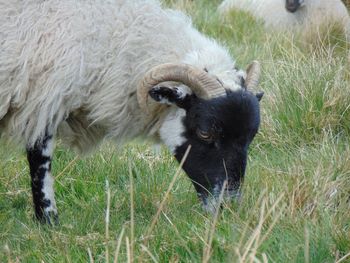 Dog grazing on grassy field